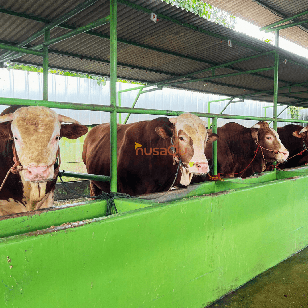 Sapi